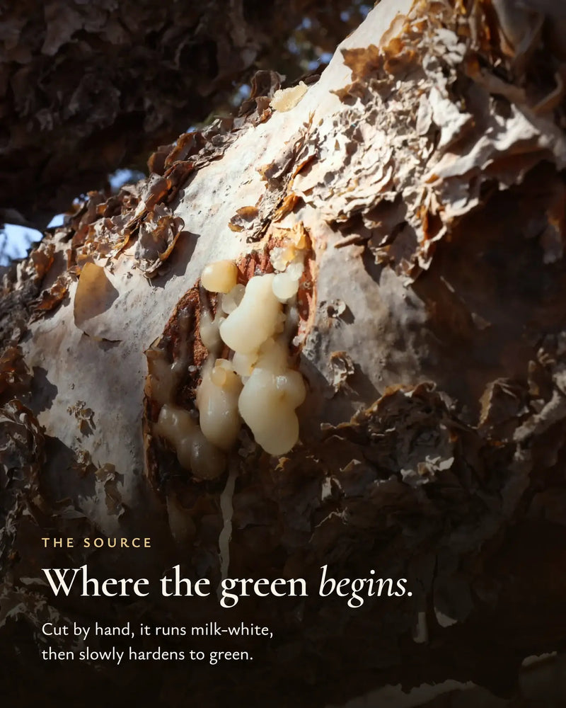 Frankincense resin tapped by hand from the tree