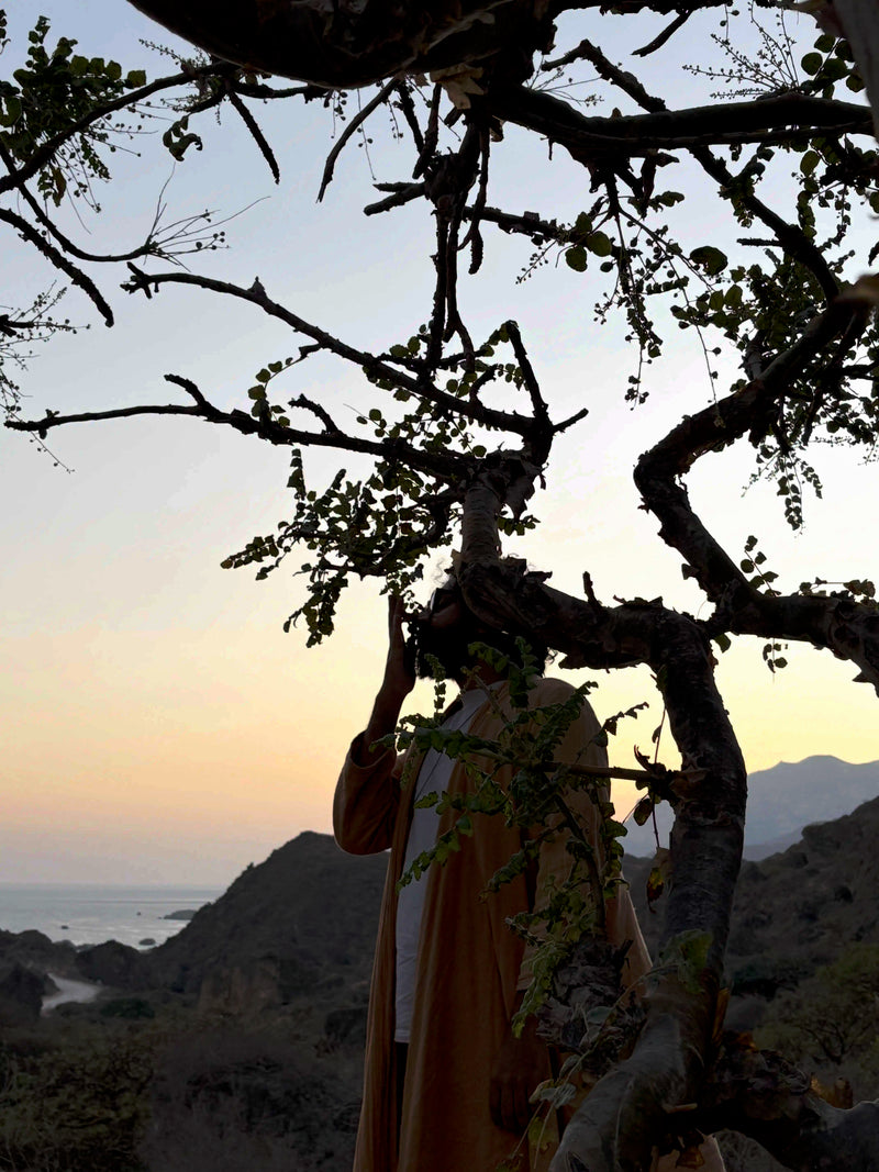 Frankincense trees in Oman