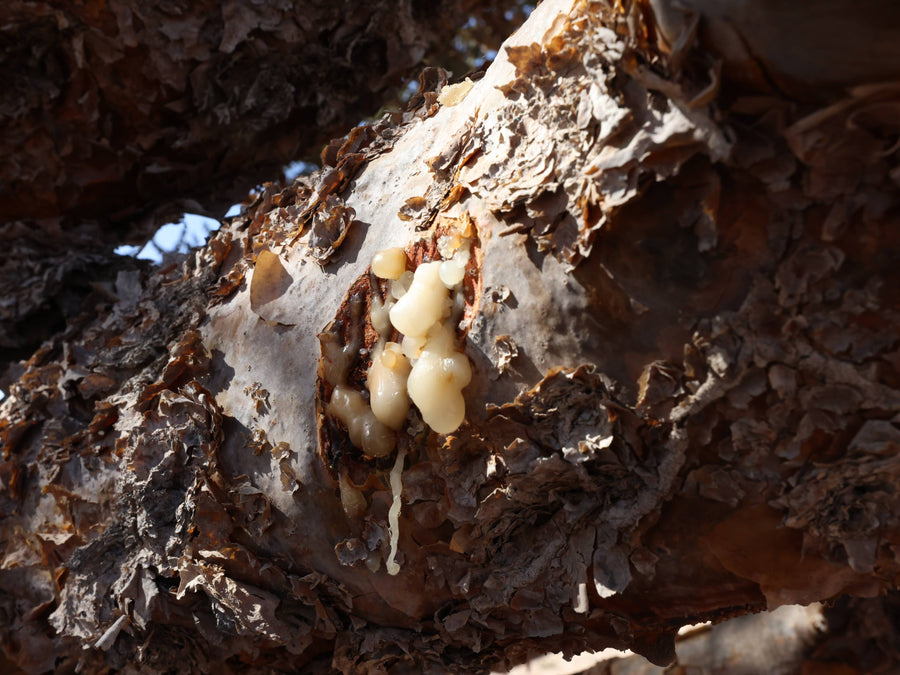 Frankincense resin tears on the tree — Dhofar, Oman