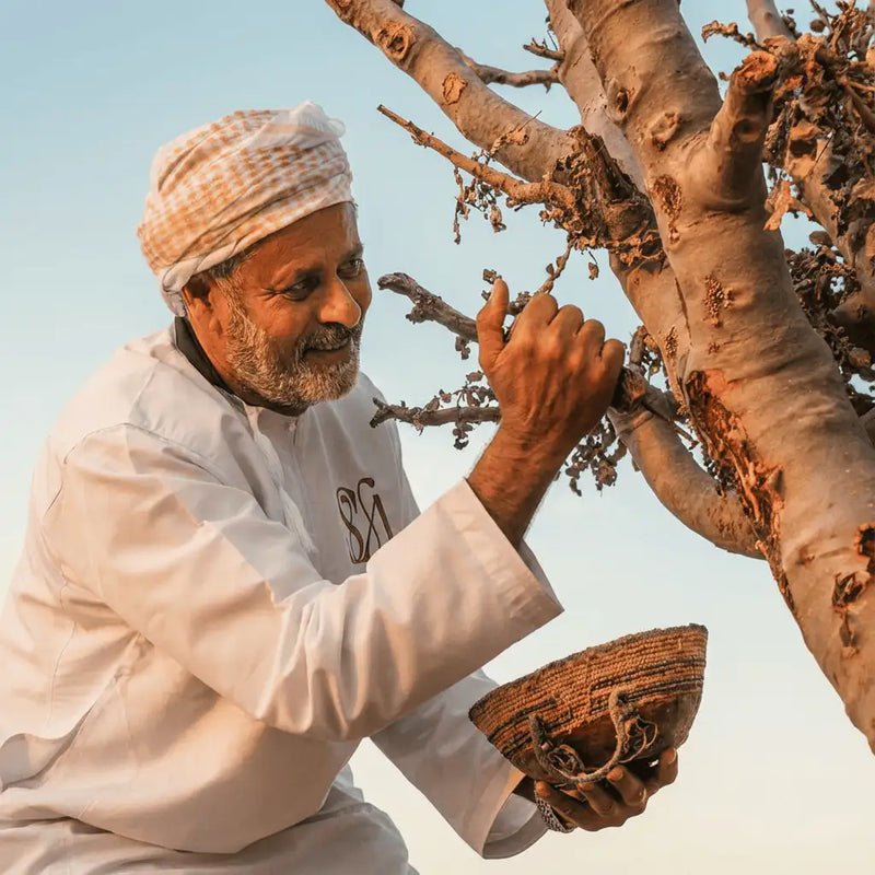 Omani harvester collecting frankincense resin from a Boswellia tree using traditional methods