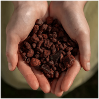 Sokotrańska Smocza Krew