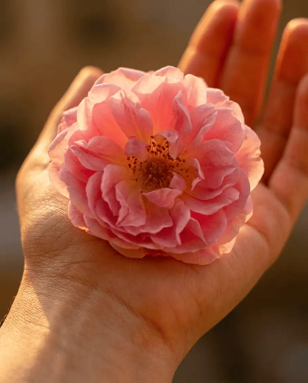 The Rose Itself