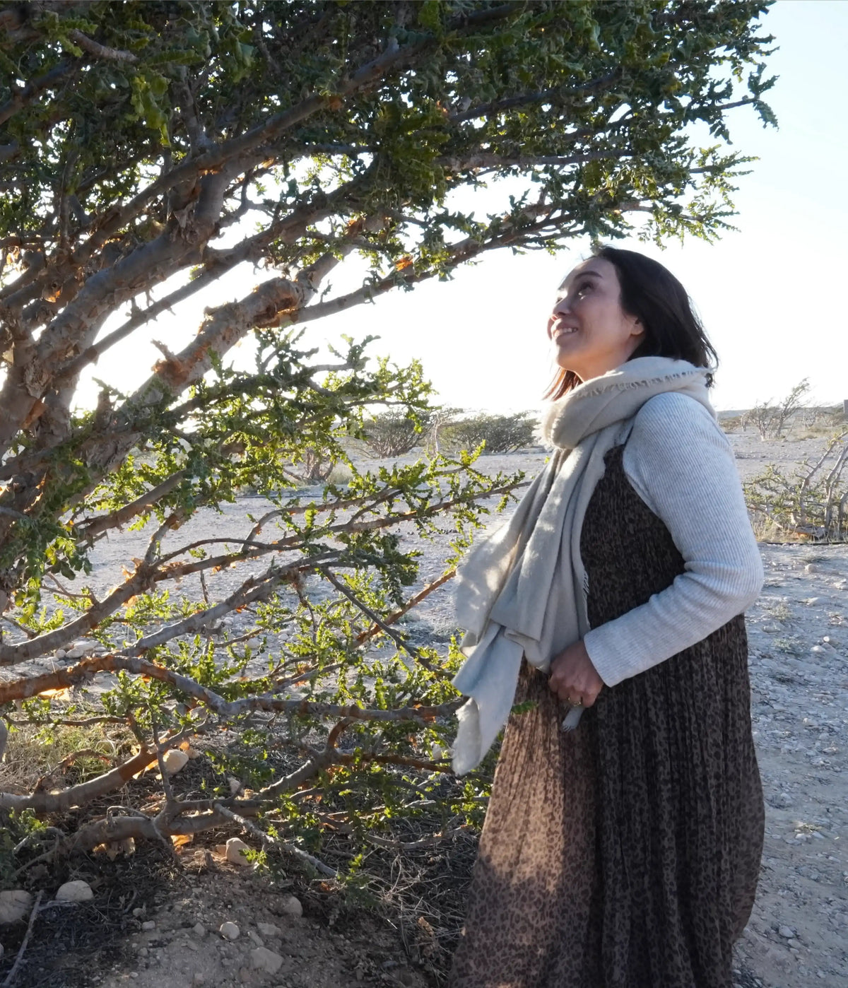 Frankincense trees in Dhofar, Oman