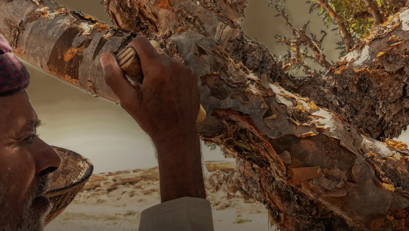 A harvester holds a small blade to the bark of a frankincense tree, beside a fresh cut
