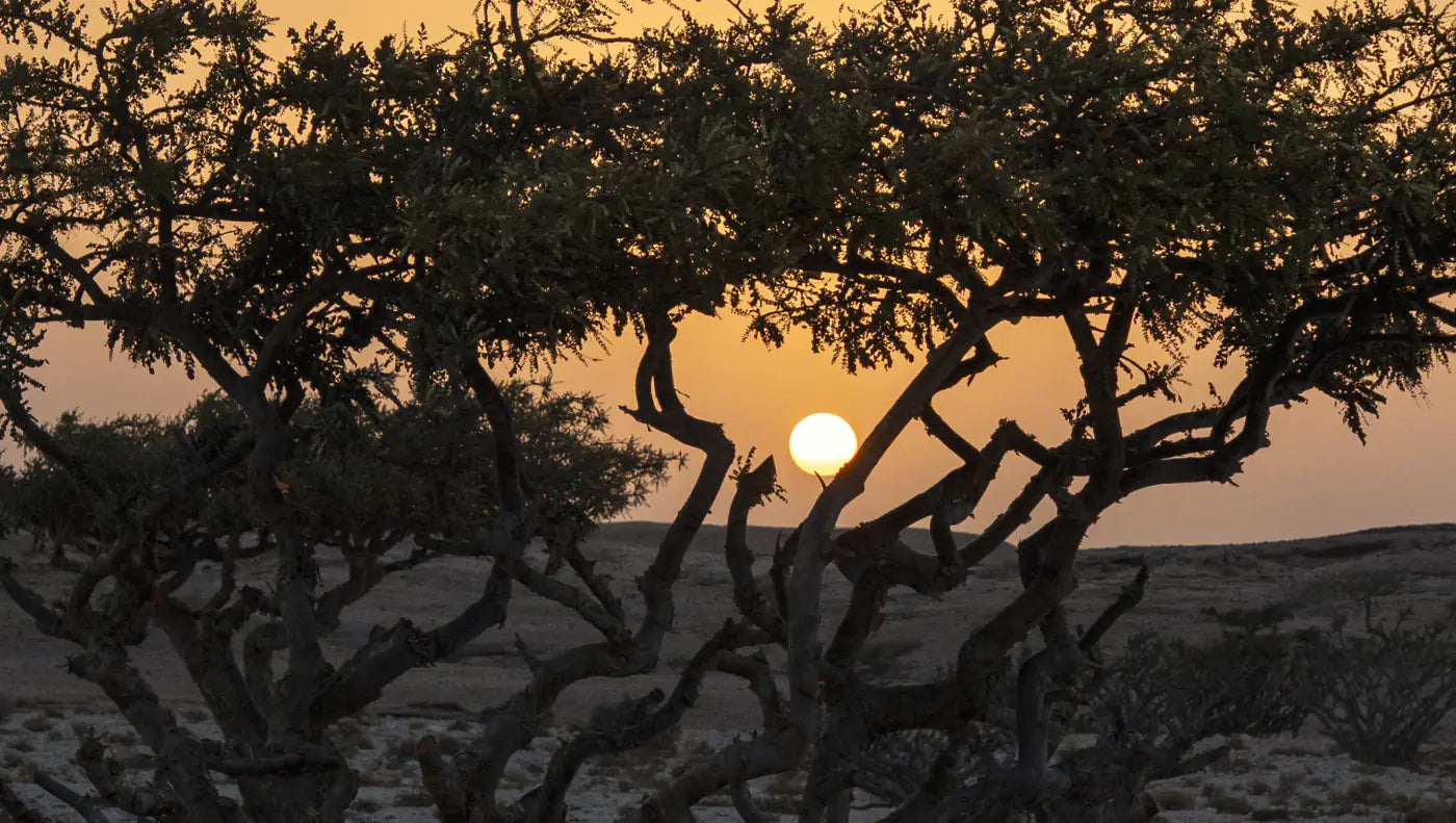 A lone frankincense tree on pale stony ground at dusk, the low sun glowing through its stems, Dhofar