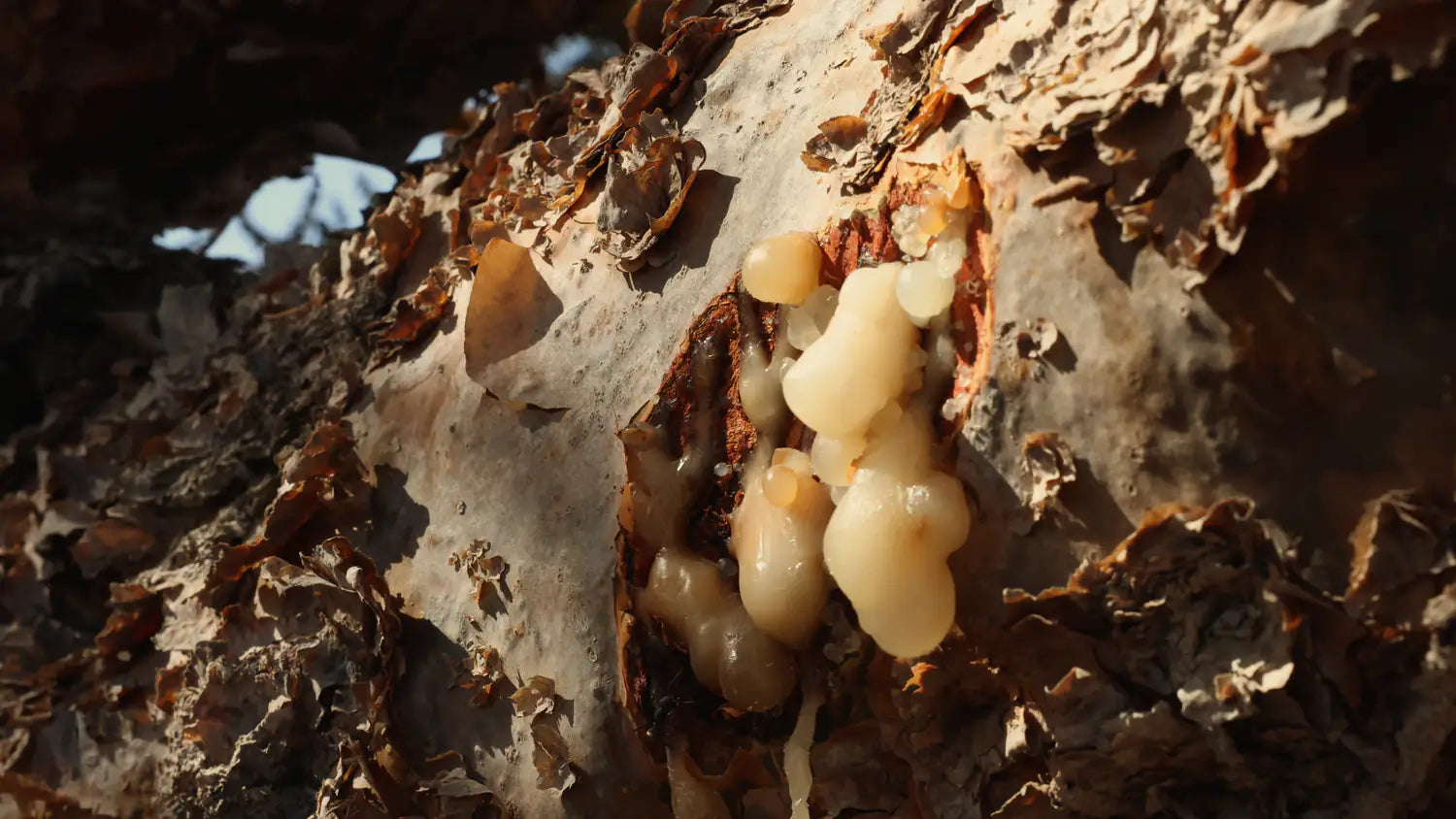 Milk-white beads of frankincense resin gathered in a fresh cut in the bark