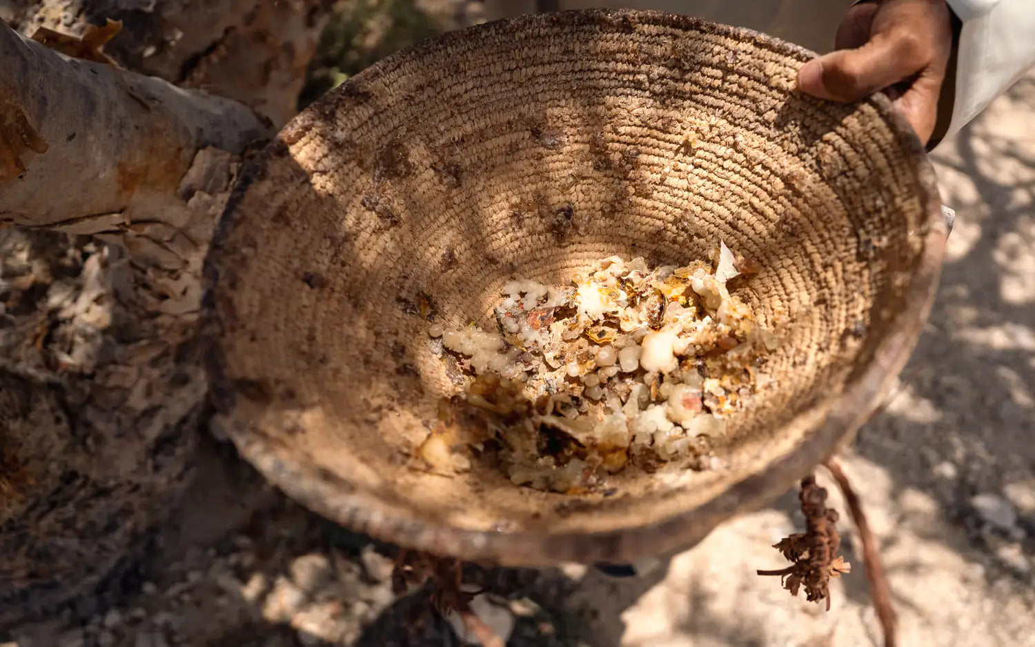 The day's frankincense gathered in a worn woven basket under the tree: milk-white beads, amber pieces and flakes of bark