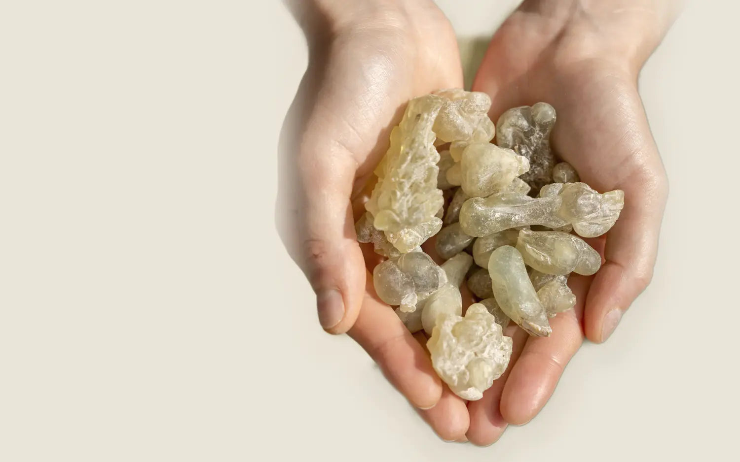 Pale green frankincense tears held in two cupped hands: translucent, glossy, irregular pieces