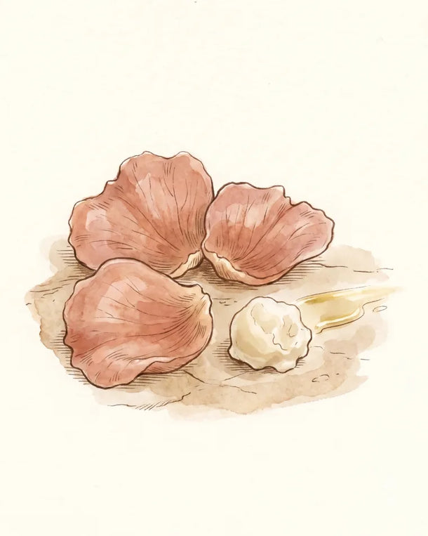 Base note, illustrated: warm earth and natural rose wax, close to the skin