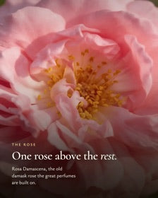 Rosa damascena, the rose the great perfumes are built on