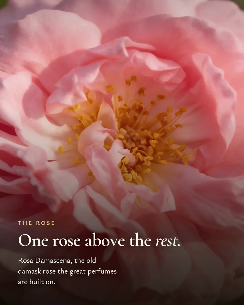 Rosa damascena, the rose the great perfumes are built on