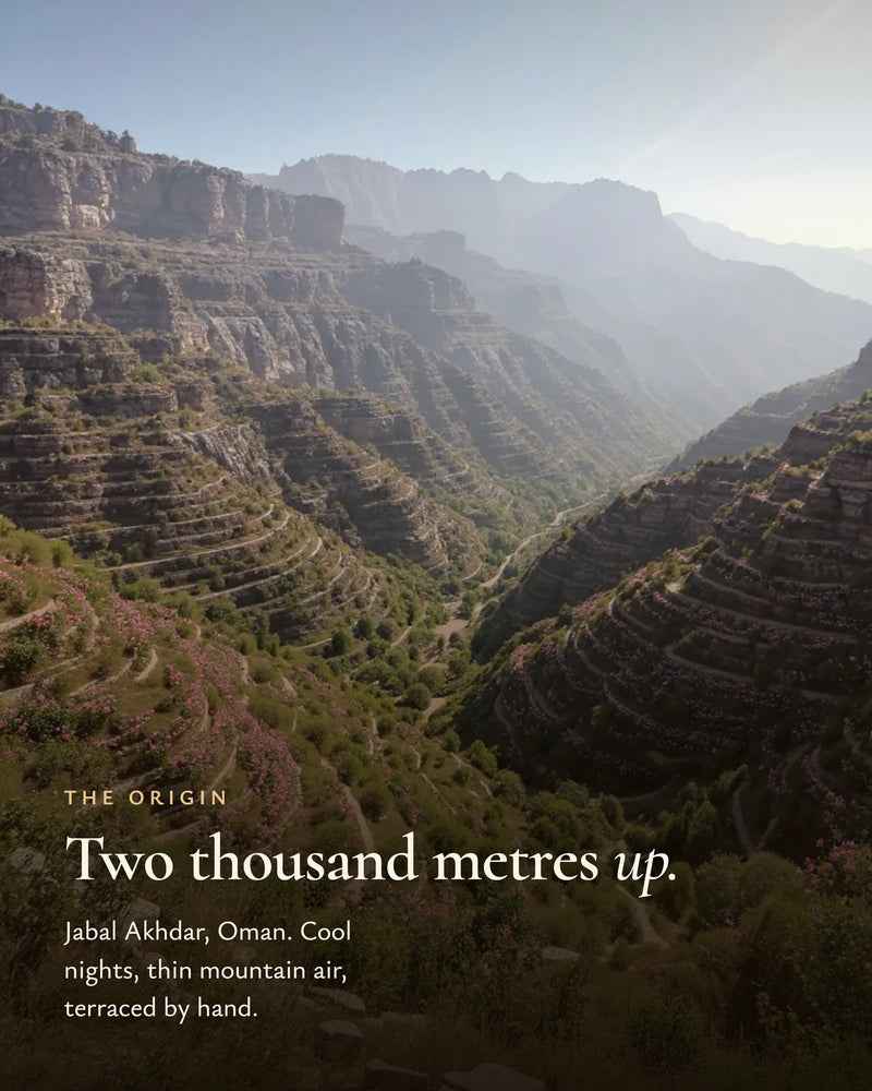 Jabal Akhdar, Oman — terraced rose gardens