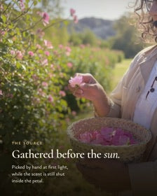 Roses gathered by hand before the sun