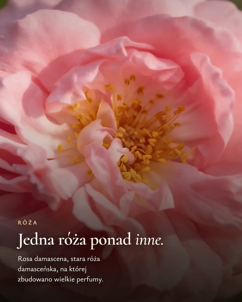Rosa damascena, róża, na której zbudowano wielkie perfumy