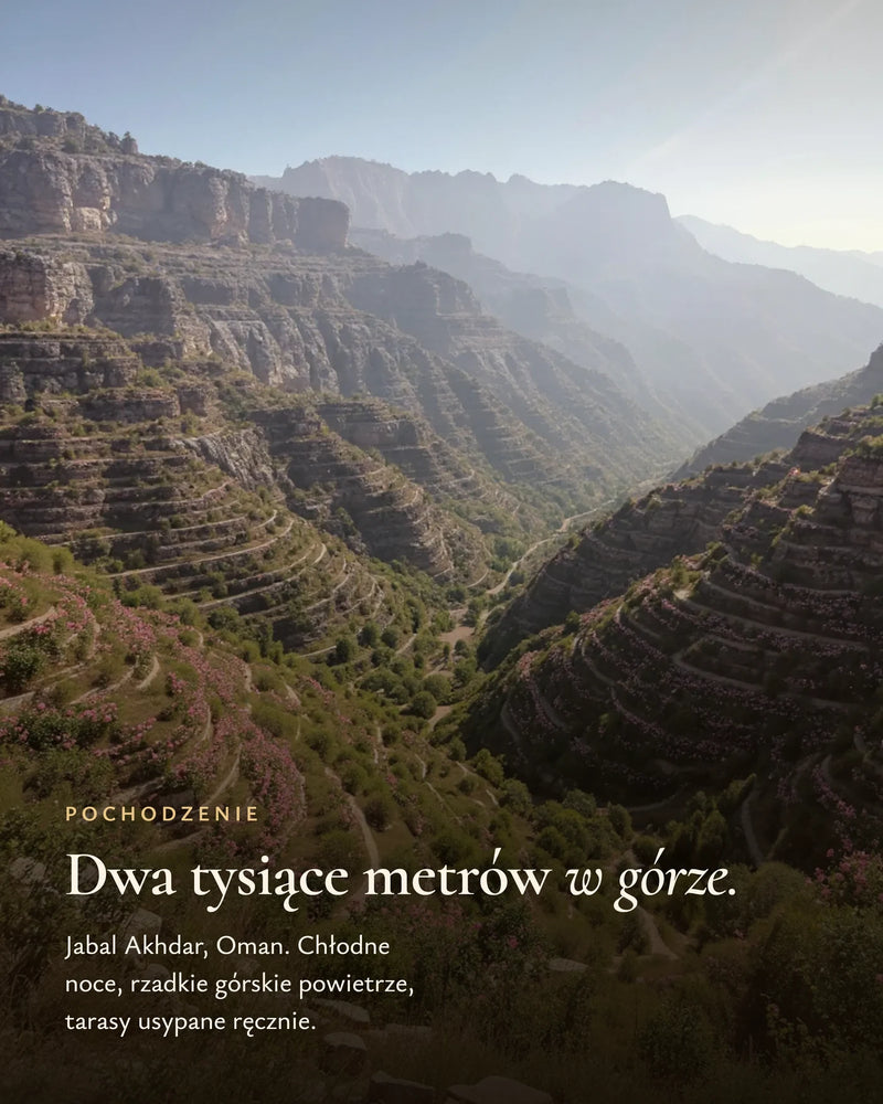 Jabal Akhdar, Oman — tarasowe ogrody róż