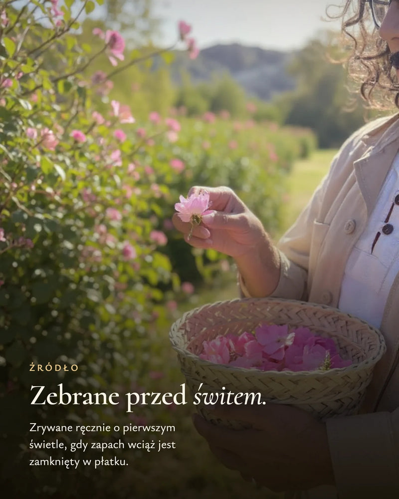 Róże zbierane ręcznie przed wschodem słońca