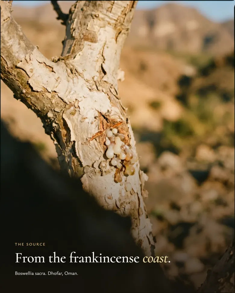 The source: Boswellia sacra, Dhofar, Oman