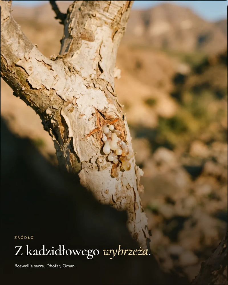 Źródło: Boswellia sacra, Dhofar, Oman